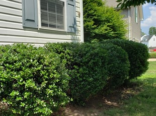 Jennifer G.'s Bush Trimming service result
