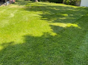 Imani W.'s landscape maintenance service result