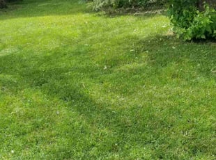 Monique M.'s lawn maintenance service result