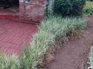 Robert R.'s Bush Trimming service result