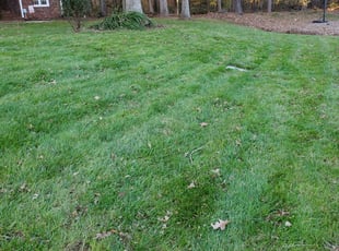 Violeta L.'s lawn service service result