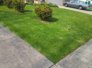 Brad S.'s lawn care service result