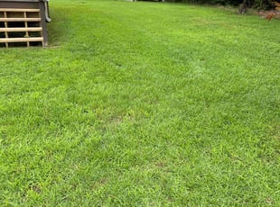 Nicole S.'s turf maintenance service result