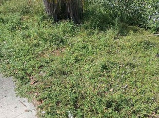 John P.'s lawn service service result