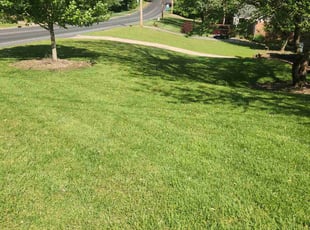 Dylan D.'s lawn service service result