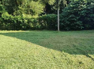 Carla W.'s grass maintenance service result