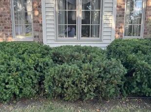 Diane A.'s Bush Trimming service result