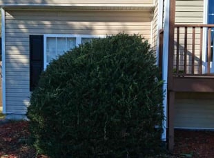 Gally F.'s Bush Trimming service result