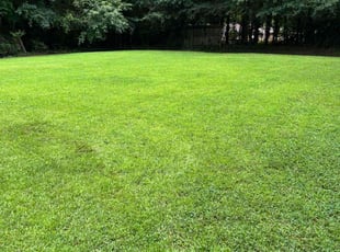 Mike A.'s turf care service result