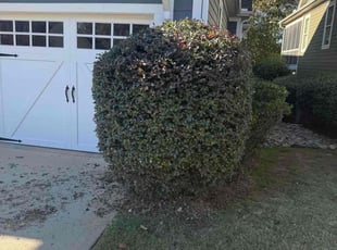 John D.'s Bush Trimming service result