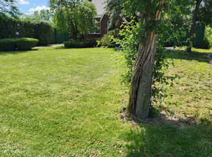 Mary C.'s turf maintenance service result