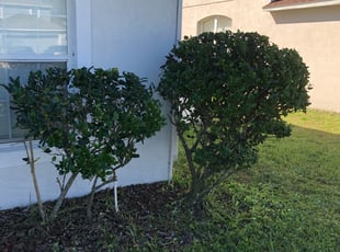 Kamal J.'s Bush Trimming service result