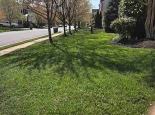 Jose C.'s lawn care service result