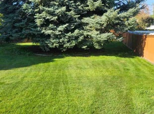 Tobey Z.'s turf maintenance service result