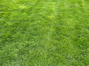 Diane J.'s turf maintenance service result