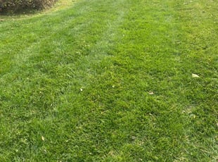 Kindra N.'s turf care service result