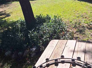 Jaleesa C.'s lawn care service result