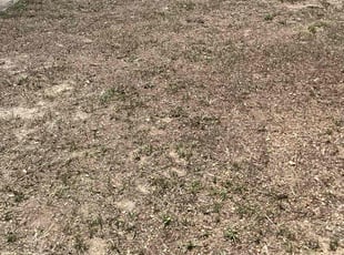 Martin F.'s Bush Trimming service result