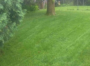 Christina C.'s turf maintenance service result