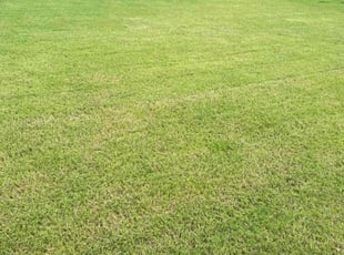 Taylor H.'s turf care service result