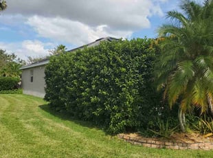 Jan W.'s Bush Trimming service result