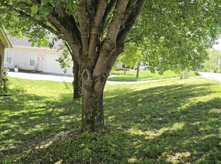 Janet C.'s turf care service result