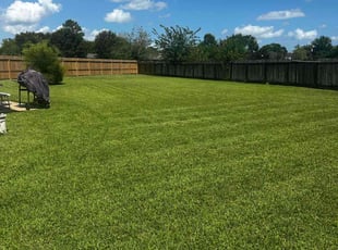 Vanessa V.'s grass cutting service result