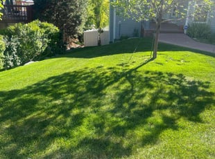 Estela M.'s lawn care service result