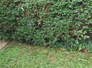 Melissa S.'s Bush Trimming service result
