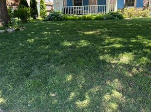 Kyla P.'s grass maintenance service result