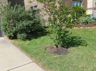 Shae C.'s lawn maintenance service result