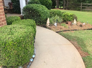 Dawn Z.'s Bush Trimming service result