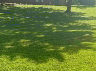 Sue L.'s lawn care service result