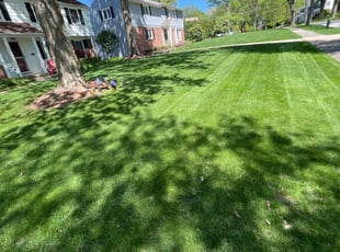 Gina F.'s lawn care service result
