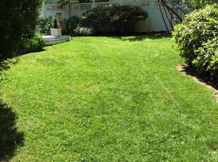 Jackie M.'s grass maintenance service result