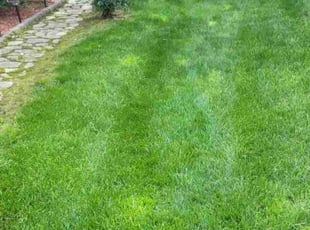 Jun W.'s lawn maintenance service result