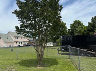 Jacqueline F.'s Bush Trimming service result