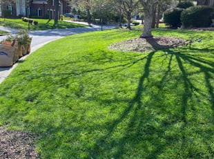 Peter Y.'s landscape maintenance service result