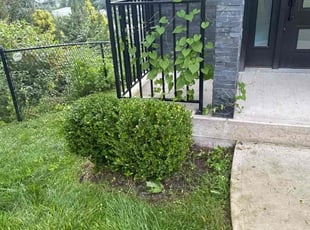 Jena N.'s lawn care services service result