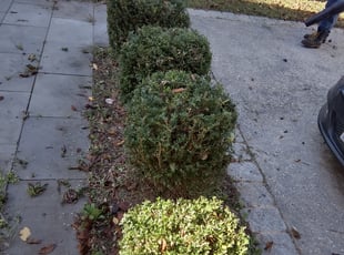 Richard I.'s Bush Trimming service result