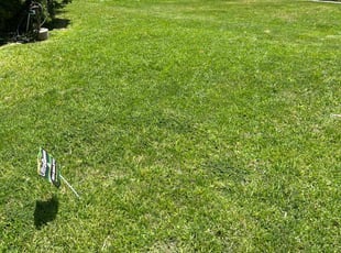 James H.'s lawn service service result