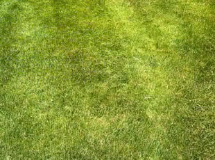 Todd L.'s lawn care services service result
