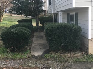 Martynka S.'s Bush Trimming service result