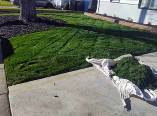 Angela M.'s lawn care service result
