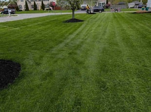Dawn C.'s grass cutting service result