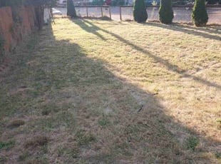 Steve M.'s lawn service service result