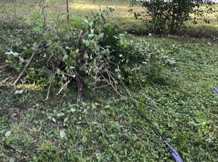 Karen B.'s Bush Trimming service result