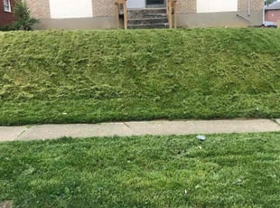 Ana M.'s Long Grass Cleanup service result