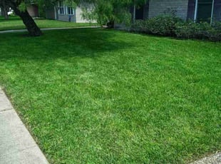 Sara A.'s residential landscaping service result