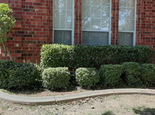 Jen F.'s Bush Trimming service result